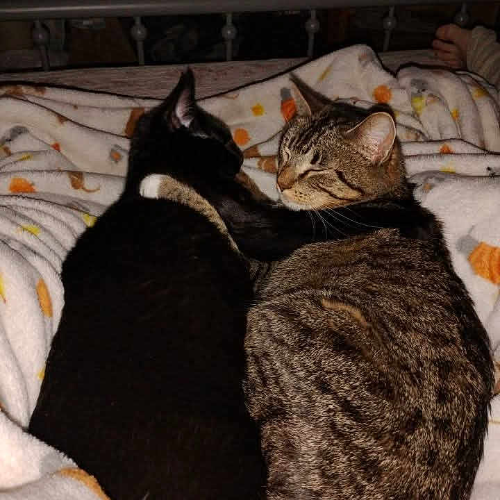 Tilly And Tom is registered to the contest to win money with this photo: animal, bed, black_cat, blanket, cat, cats, comfort, cozy, cute, domestic_animal, feline, friendship, fur, indoors, pet, relaxing, resting, sleepy, snuggling, tabby_cat