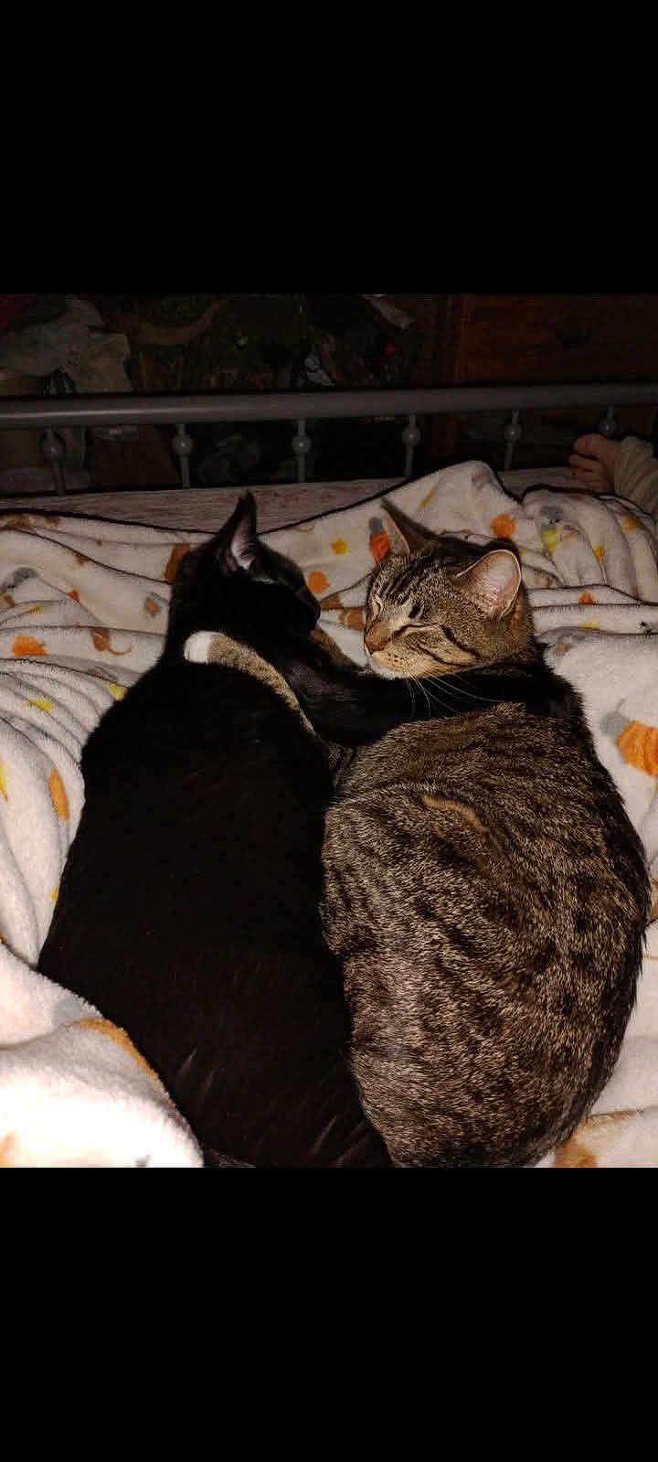 Tilly And Tom is registered to the contest to win money with this photo: cat, cats, tabby_cat, black_cat, bed, blanket, snuggling, cozy, pet, animal, feline, resting, indoors, sleepy, cute, friendship, comfort, domestic_animal, fur, relaxing