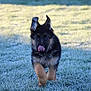 adorable, animal, cold, cute, dog, ears, frost, fur, german_shepherd, grass, mammal, morning, nature, outdoor, pet, playful, puppy, running, tongue, young