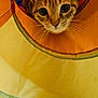 Tchikita participe au concours pour gagner de l'argent avec cette photo : cat, domestic_cat, pet, tunnel_toy, toy, indoor, whiskers, wide_eyes, close_up, portrait, fur, striped_fur, curious, looking_up, fabric, yellow, orange, circular_tunnel, playful, woven_rug