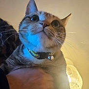Tchikita a rejoint le concours — aidez-le/la à gagner de superbes lots ! cat, tabby_cat, pet, collar, bell, whiskers, close_up, indoor, lamp, warm_light, hand, human_hand, fur, big_eyes, portrait, looking_up, ceiling, cozy, grip, home
