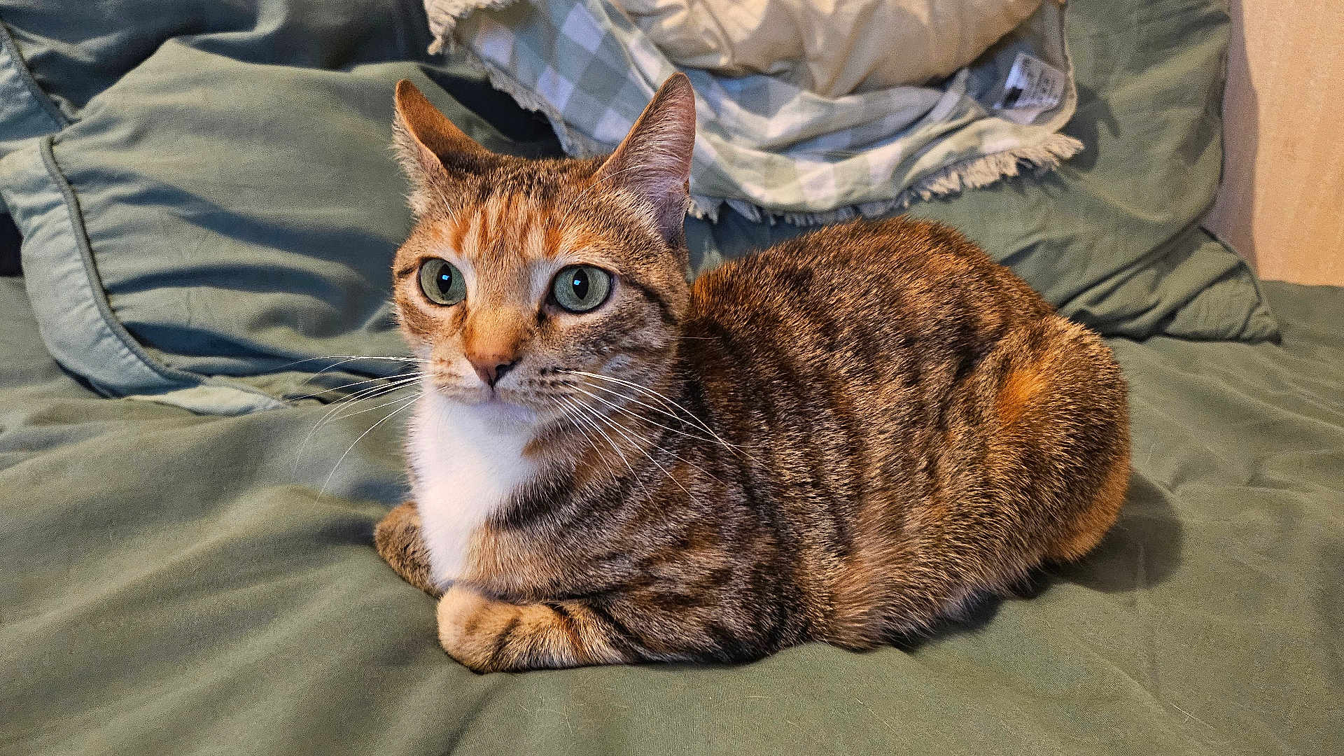 Tchikita a rejoint le concours — aidez-le/la à gagner de superbes lots ! cat, tabby_cat, pet, domestic_cat, green_eyes, whiskers, fur, bed, bedding, pillow, blanket, indoor, resting, loaf_position, close_up, portrait, looking_at_camera, ears, paws, cozy