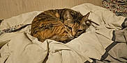 Tchikita a rejoint le concours — aidez-le/la à gagner de superbes lots ! cat, tabby_cat, bed, blanket, bedding, curled_up, resting, pet, feline, indoor, cozy, sleepy, looking_at_camera, whiskers, ears, tail, fur, striped, bedroom, comforter