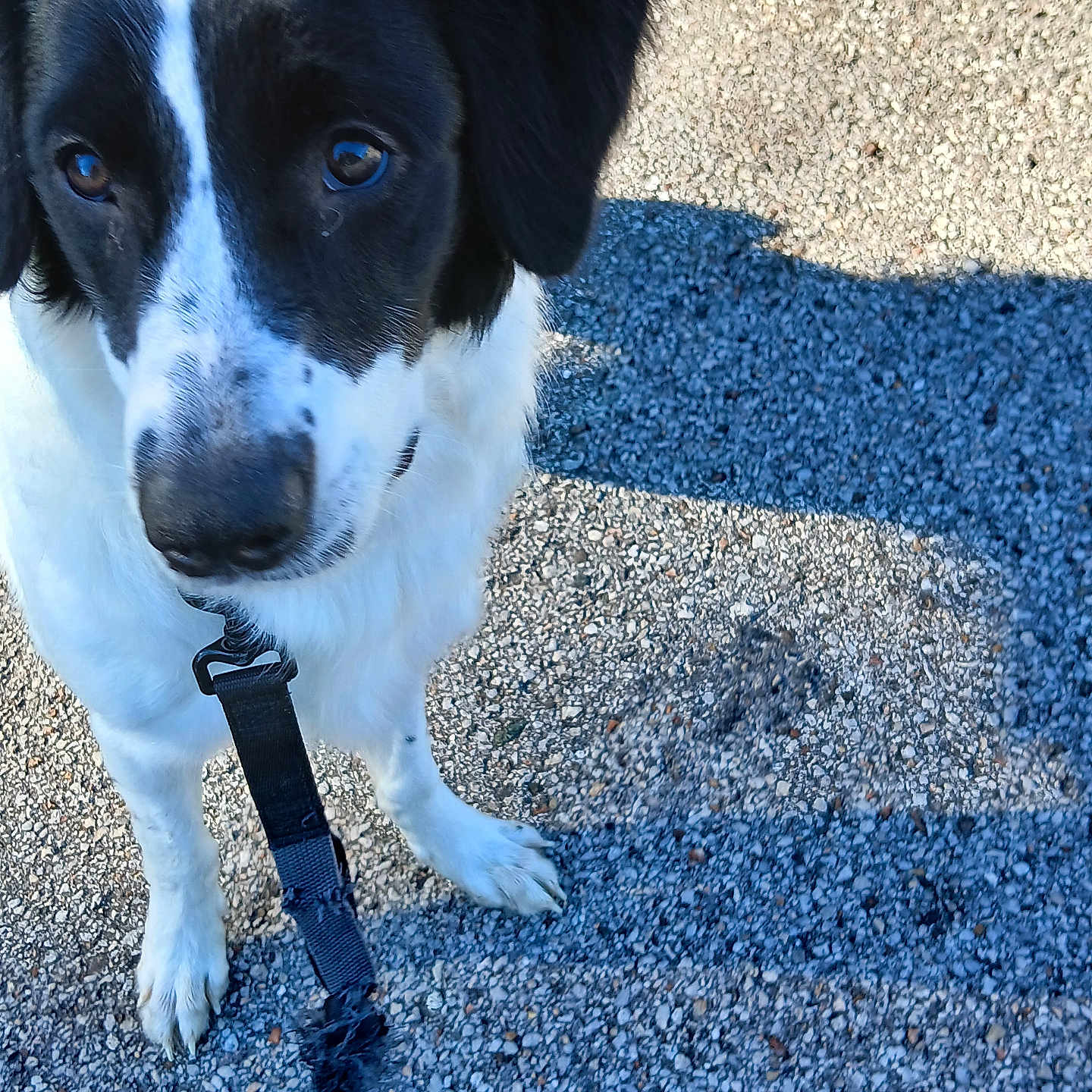 Daisy is registered to the contest to win money with this photo: animal, black_and_white, canine, close_up, companion, curious, daylight, dog, ears, friendly, fur, gravel, leash, nature, outdoor, paw, pet, shadow, snout, walking