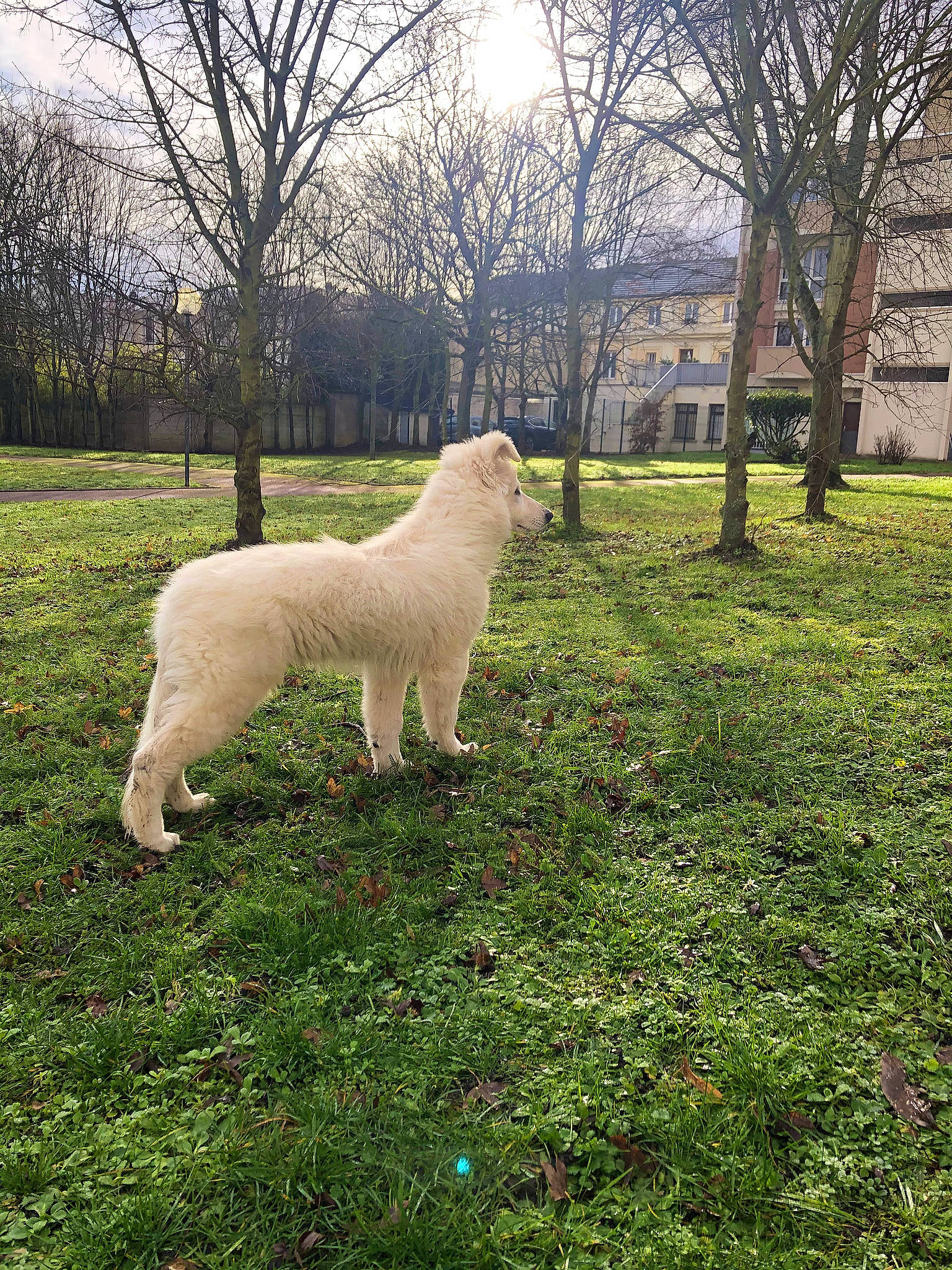 Kiba participe au concours pour gagner de l'argent avec cette photo : carnivore, cloud, companion_dog, dog, dog_breed, fawn, grass, grass_family, grassland, landscape, meadow, natural_landscape, plant, sheep, shrub, sky, tail, tree, working_animal