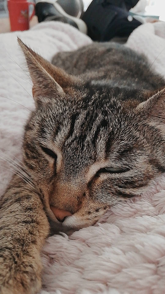 June a rejoint le concours — aidez-le/la à gagner de superbes lots ! carnivore, cat, close_up, comfort, domestic_short_haired_cat, felidae, fur, grass, nap, paw, sleep, small_to_medium_sized_cats, snout, terrestrial_animal, tree, whiskers, wildlife, window, wood