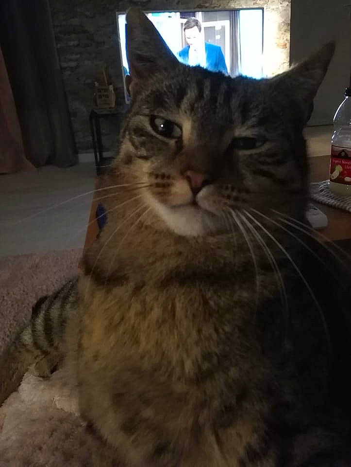 June a rejoint le concours — aidez-le/la à gagner de superbes lots ! carnivore, cat, comfort, domestic_short_haired_cat, door, felidae, fur, paw, sitting, sky, small_to_medium_sized_cats, snout, tree, water_bottle, whiskers, window