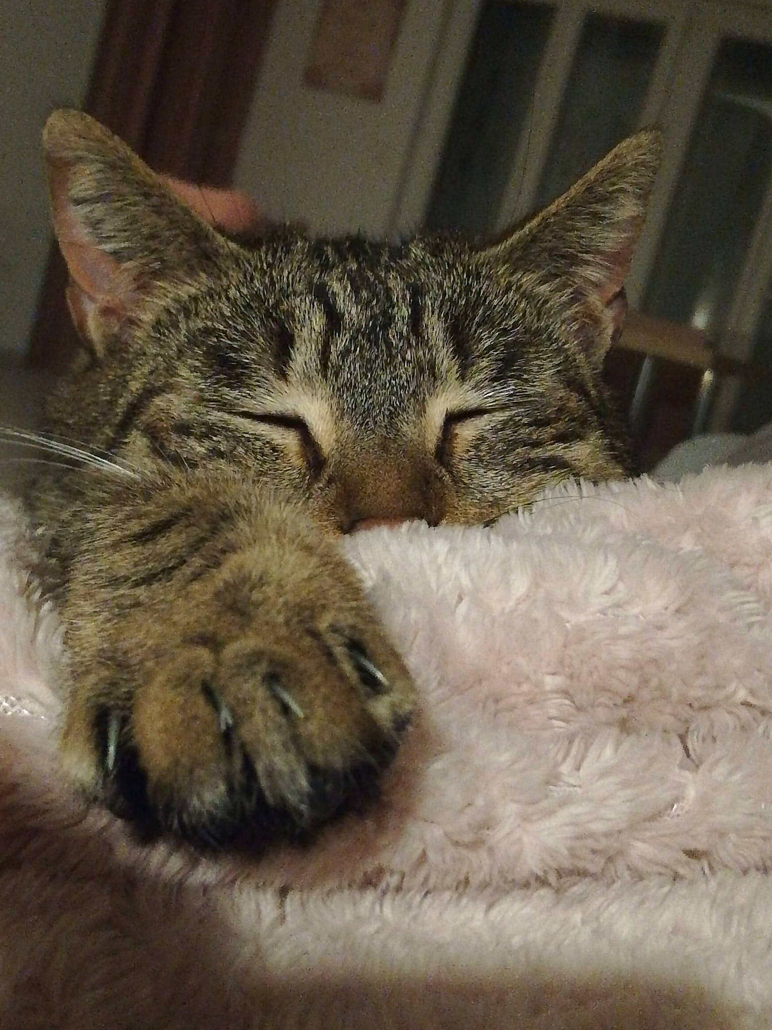 June participe au concours pour gagner de l'argent avec cette photo : carnivore, cat, claw, comfort, domestic_short_haired_cat, felidae, fur, metal, nap, paw, sleep, small_to_medium_sized_cats, snout, tail, terrestrial_animal, whiskers, wildlife