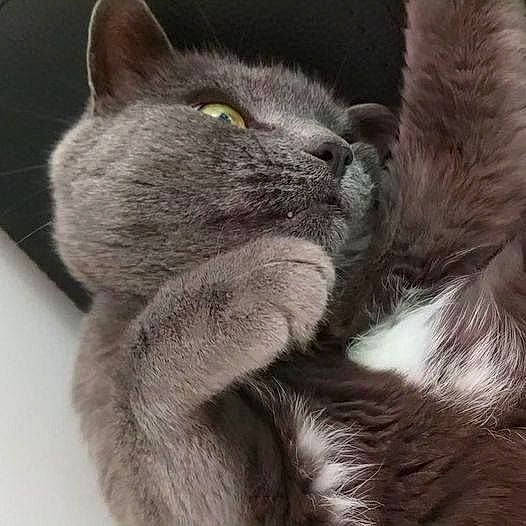 Charade participe au concours pour gagner de l'argent avec cette photo : black_cat, carnivore, cat, claw, comfort, domestic_short_haired_cat, felidae, fur, grey, monochrome_photography, paw, russian_blue, small_to_medium_sized_cats, snout, tail, terrestrial_animal, whiskers, wildlife