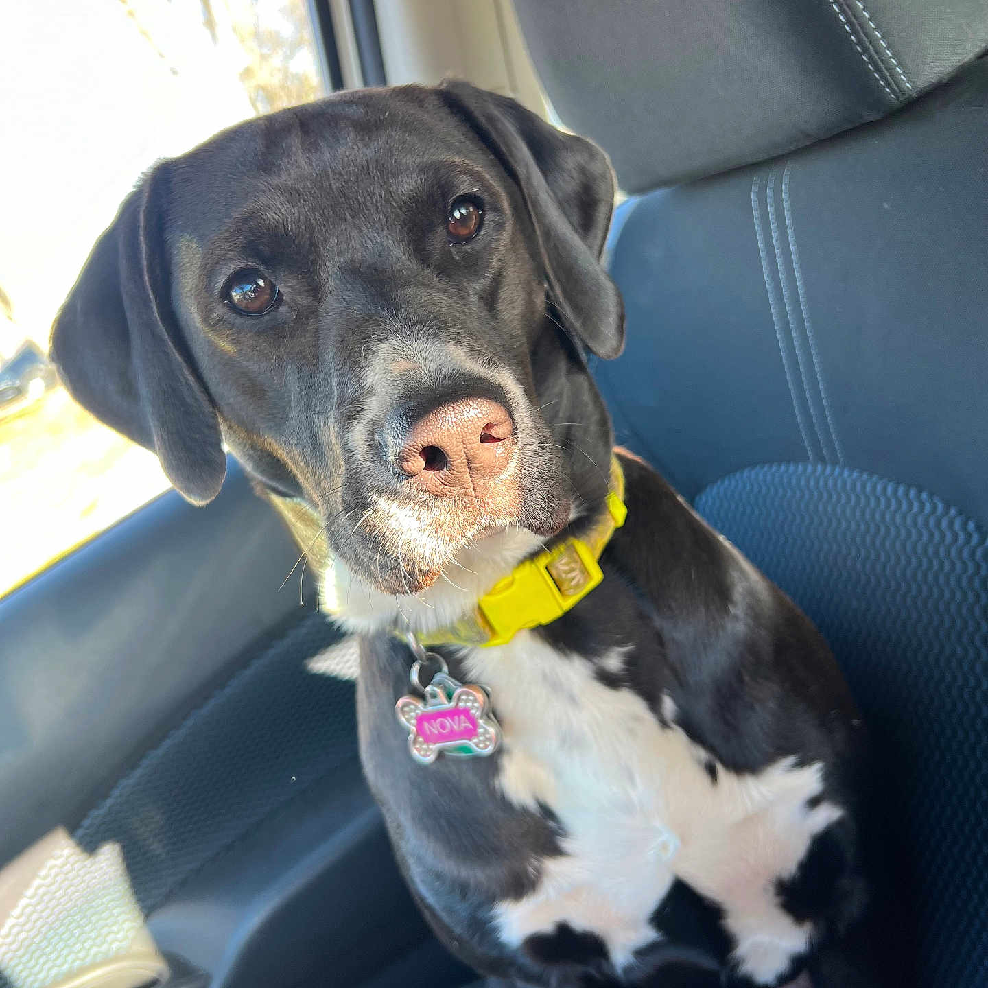 Nova