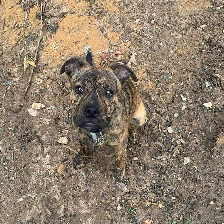 Jasper King joined the competition — help win amazing prizes! animal, ball, boxer, bulldog, canine, dog, football, frenchbulldog, hound, mud, outdoors, pet, pitbull, pug, puppy, rock, snout, soccer, soccerball, soil