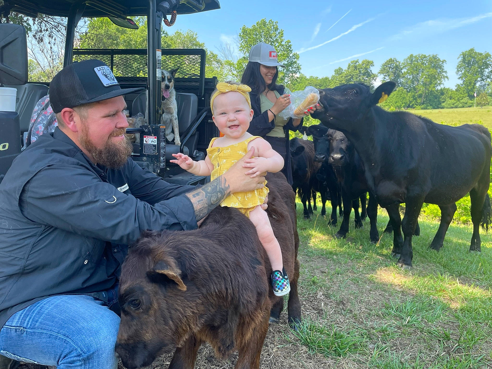 Sophronia joined the competition — help win amazing prizes! baseball_cap, carnivore, dairy_cow, dog, dog_breed, fun, grass, grassland, hat, headwear, joy, landscape, leisure, livestock, mammal, pasture, person, plant, sky, snout