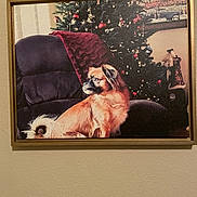 Johnny joined the competition — help win amazing prizes! chair, christmas_tree, cozy, decorations, dog, festive, framed_photo, fur, furniture, holiday, home_decor, indoor, pet, plush, portrait, red_blanket, relaxing, seasonal, tail, wall