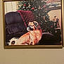 chair, christmas_tree, cozy, decorations, dog, festive, framed_photo, fur, furniture, holiday, home_decor, indoor, pet, plush, portrait, red_blanket, relaxing, seasonal, tail, wall
