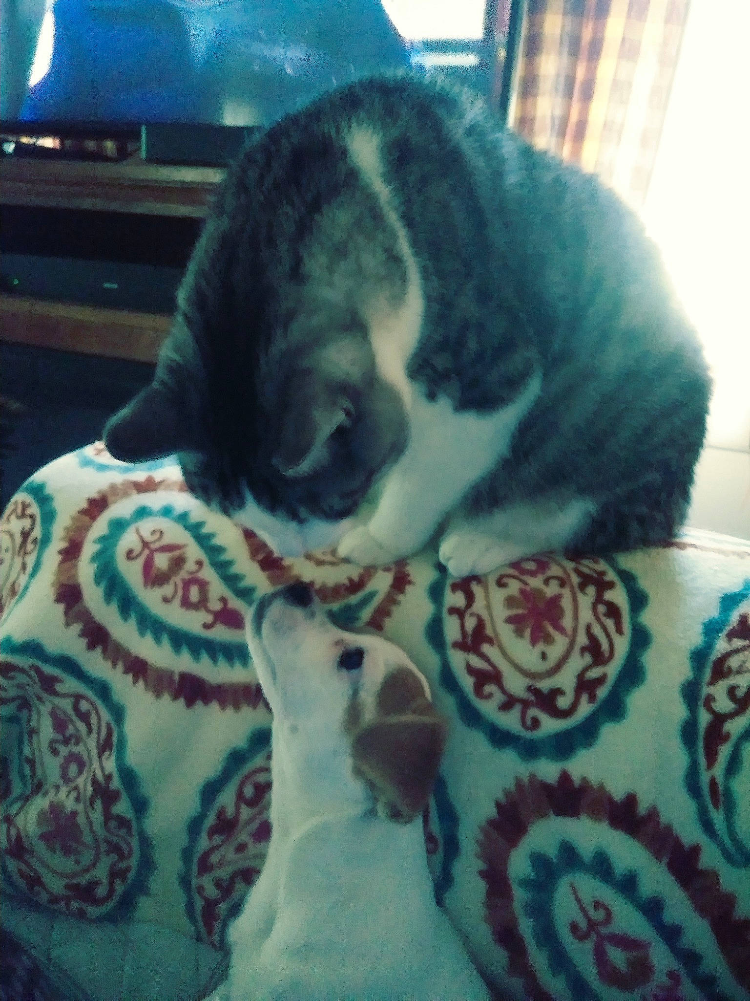 Sparkles is registered to the contest to win money with this photo: boston_terrier, bulldog, canidae, carnivore, cat, companion_dog, dog, fawn, felidae, french_bulldog, nap, non_sporting_group, small_to_medium_sized_cats, tail, whiskers