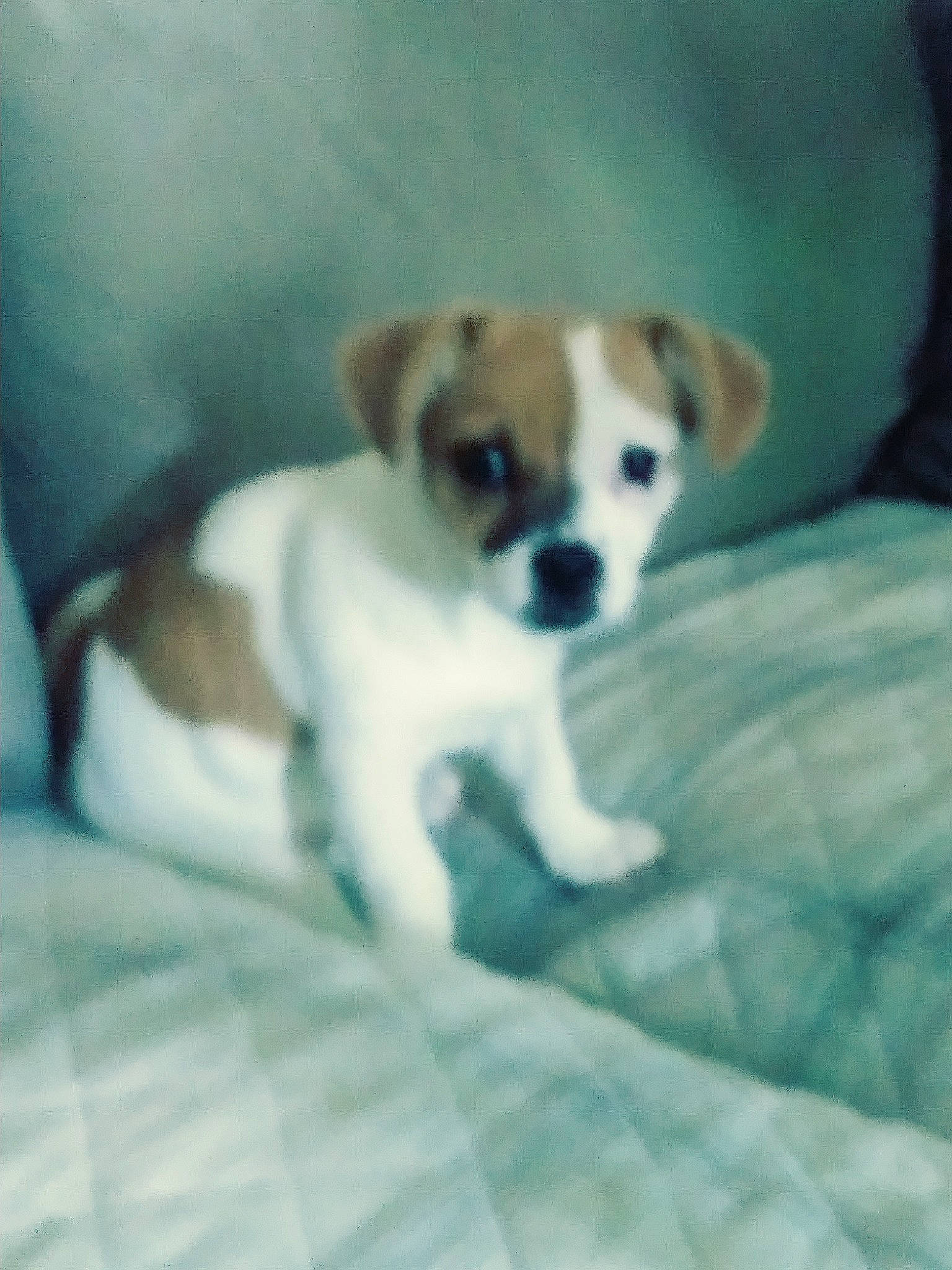 Sparkles is registered to the contest to win money with this photo: canidae, carnivore, companion_dog, danish_swedish_farmdog, dog, dog_breed, fawn, irishjacks, jack_russell_terrier, mammal, miniature_fox_terrier, parson_russell_terrier, puggle, puppy, rare_breed_dog, russell_terrier, snout, sporting_group, treeing_feist, vertebrate