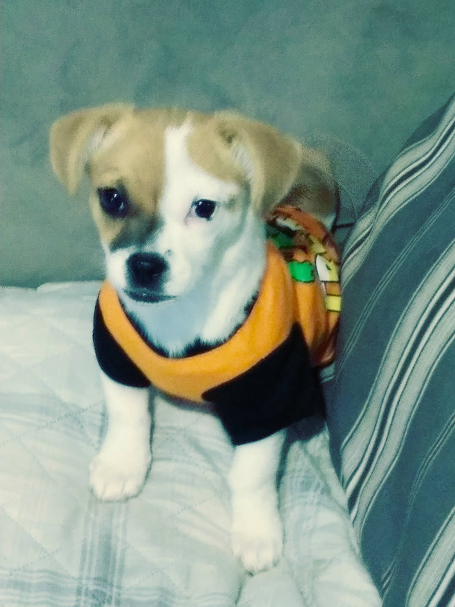 Sparkles joined the competition — help win amazing prizes! ancient_dog_breeds, canidae, carnivore, companion_dog, dog, dog_breed, dog_clothes, fawn, mammal, puppy, puppy_love, rare_breed_dog, snout, sporting_group, tail, vertebrate