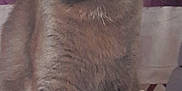 Bibou a rejoint le concours — aidez-le/la à gagner de superbes lots ! carnivore, cat, domestic_short_haired_cat, felidae, fur, grey, russian_blue, small_to_medium_sized_cats, snout, terrestrial_animal, whiskers, window