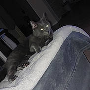 Bibou participe au concours pour gagner de l'argent avec cette photo : animal, blanket, cat, couch, cozy, domestic_animal, feline, fur, glowing_eyes, gray_cat, home, indoor, night, paw, pet, plush, relaxing, resting, soft_fabric, whiskers