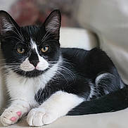 Harley joined the competition — help win amazing prizes! animal, black_and_white, cat, closeup, couch, cute, domestic, ears, eyes, feline, fur, indoor, kitten, paw, pet, pink_paw_pads, relaxed, resting, soft_light, whiskers