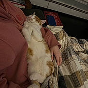 Zeus is registered to the contest to win money with this photo: cat, person, hand, hoodie, pink_clothing, blanket, plaid_blanket, remote_control, couch, indoor, relaxed, sleeping_cat, orange_and_white_cat, cozy, resting, warm, casual, home, comfort, feline