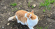 Zeus joined the competition — help win amazing prizes! cat, orange_cat, white_cat, outdoor, dirt, grass, plant, animal, pet, feline, curious, alert, nature, ground, mammal, whiskers, tail, ear, walking, daylight