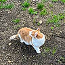 cat, orange_cat, white_cat, outdoor, dirt, grass, plant, animal, pet, feline, curious, alert, nature, ground, mammal, whiskers, tail, ear, walking, daylight