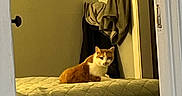 Zeus is registered to the contest to win money with this photo: animal, bed, calm, cat, clothing, cozy, domestic, doorway, furniture, hanging_clothes, home, indoor, living_space, orange_cat, pet, quiet, quilted_bedspread, resting, wall, white_cat
