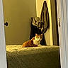 Zeus is registered to the contest to win money with this photo: cat, bed, quilted_bedspread, orange_cat, white_cat, indoor, doorway, clothing, hanging_clothes, wall, furniture, home, pet, animal, resting, calm, domestic, living_space, cozy, quiet