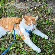 Zeus is registered to the contest to win money with this photo: animal, cat, daytime, ears, fur, grass, greenery, ground, harness, leash, lying_down, nature, orange_cat, outdoor, pet, relaxed, sunlight, whiskers, white_cat, wooden_post