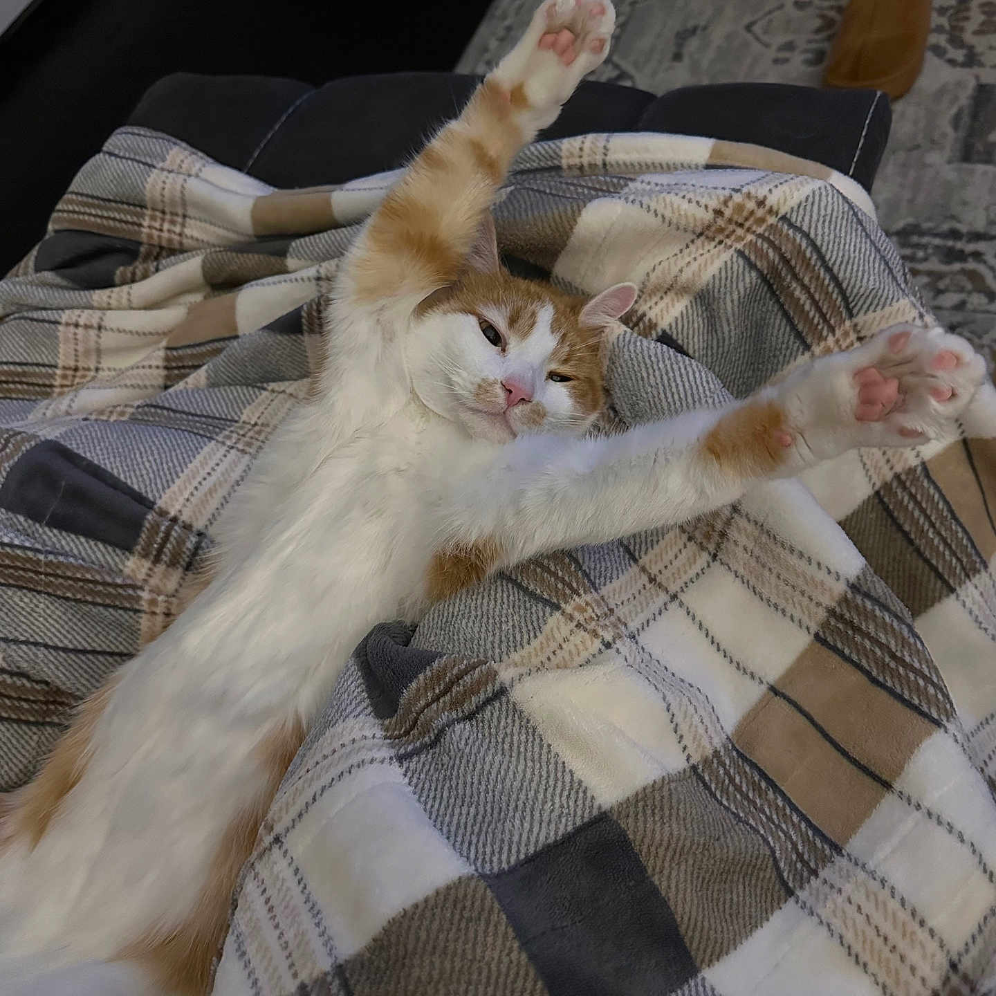 Zeus is registered to the contest to win money with this photo: cat, orange_and_white, stretching, paws, blanket, plaid, cozy, indoor, relaxed, sleepy, feline, pet, fur, pink_paws, couch, home, animal, whiskers, cute, domestic
