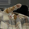 Zeus joined the competition — help win amazing prizes! cat, orange_cat, white_cat, sleeping, stretching_paw, blanket, plaid_blanket, cozy, indoor, pet, feline, cute, relaxed, whiskers, pink_nose, paw_pads, resting, closeup, fur, domestic_cat