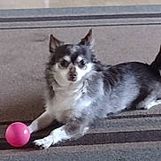 Gremmellin is registered to the contest to win money with this photo: dog, chihuahua, small_dog, pet, toy_ball, pink_ball, carpet, indoor, paws, tail, fur, stare, lying_down, looking_at_camera, domestic, playful, animal, companion, portrait, cute