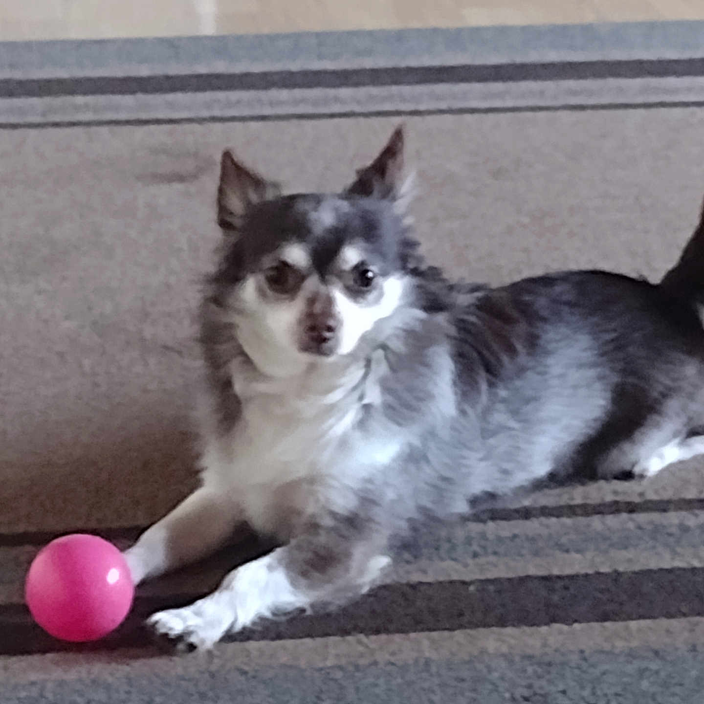 Gremmellin is registered to the contest to win money with this photo: animal, carpet, chihuahua, companion, cute, dog, domestic, fur, indoor, looking_at_camera, lying_down, paws, pet, pink_ball, playful, portrait, small_dog, stare, tail, toy_ball