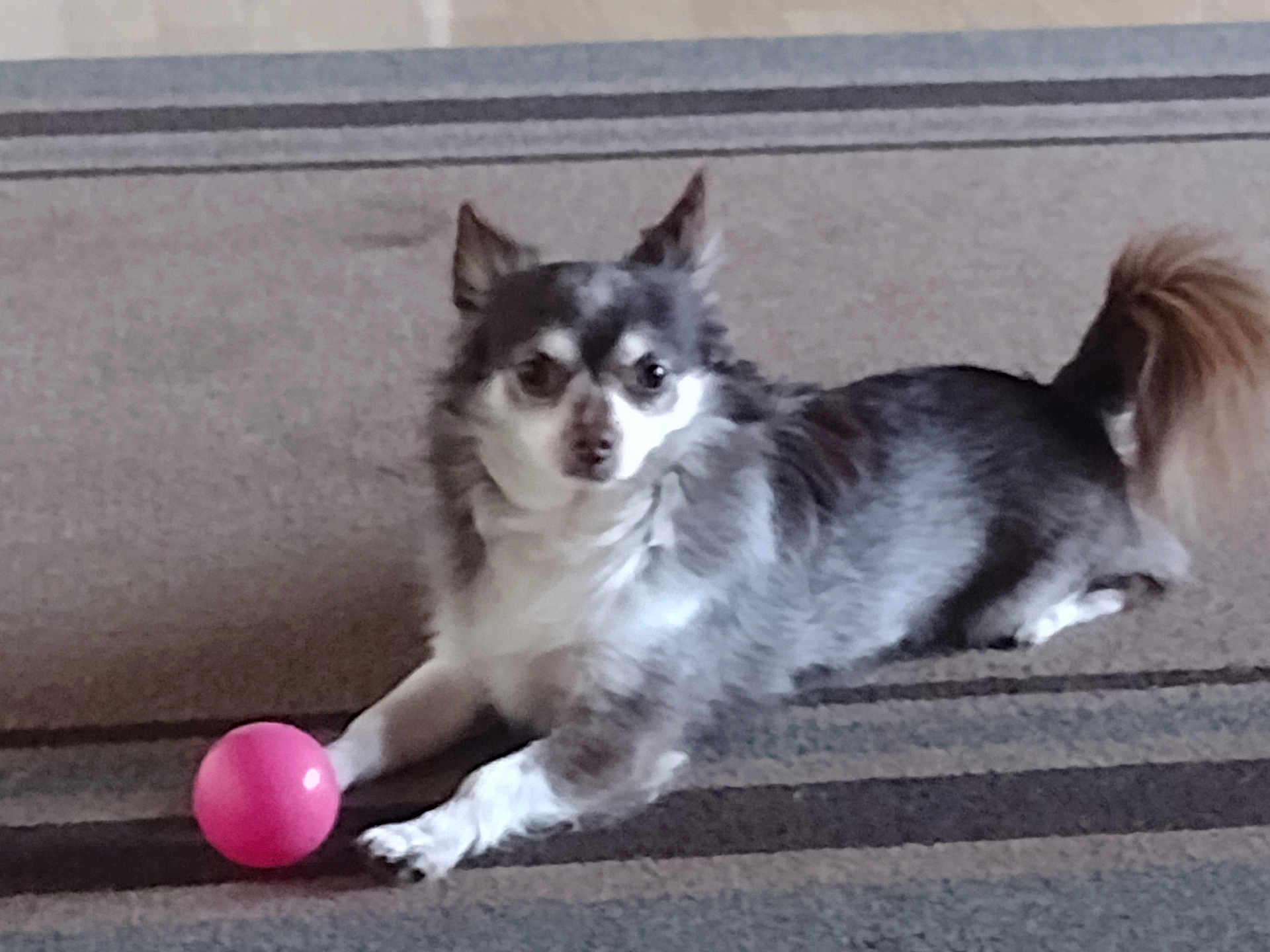 Gremmellin is registered to the contest to win money with this photo: dog, chihuahua, small_dog, pet, toy_ball, pink_ball, carpet, indoor, paws, tail, fur, stare, lying_down, looking_at_camera, domestic, playful, animal, companion, portrait, cute