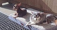 Gremmellin is registered to the contest to win money with this photo: animal, balcony, brown_dog, companion, cozy, cute, dog, dog_bed, domestic, fur, gray_dog, outdoor, patio, pet, quiet, relaxing, resting, shaded, small_dog, sunlight