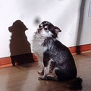 Gremmellin is registered to the contest to win money with this photo: dog, small_dog, indoor, shadow, sunlight, relaxing, calm, wall, floor, silhouette, pet, fur, sitting, closed_eyes, quiet, peaceful, light, shadow_play, home, companion