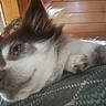 Gremmellin is registered to the contest to win money with this photo: brown, close_up, companion, cozy, dog, ear, fur, furry, glasses, indoor, lying_down, paw, person, pet, relaxed, resting, snout, soft, white, wood_paneling