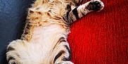 Catsumy a rejoint le concours — aidez-le/la à gagner de superbes lots ! cat, tabby, sleeping, relaxed, indoor, couch, red_cushion, black_leather, fluffy, belly_up, paw, whiskers, tail, feline, pet, cozy, napping, resting, domestic_animal, furry