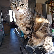 Catsumy a rejoint le concours — aidez-le/la à gagner de superbes lots ! cat, tabby, pet, indoor, feline, animal, fur, whiskers, ears, tail, table, sunlight, shadow, home, living_room, barrel, book, plastic_cover, floor, door