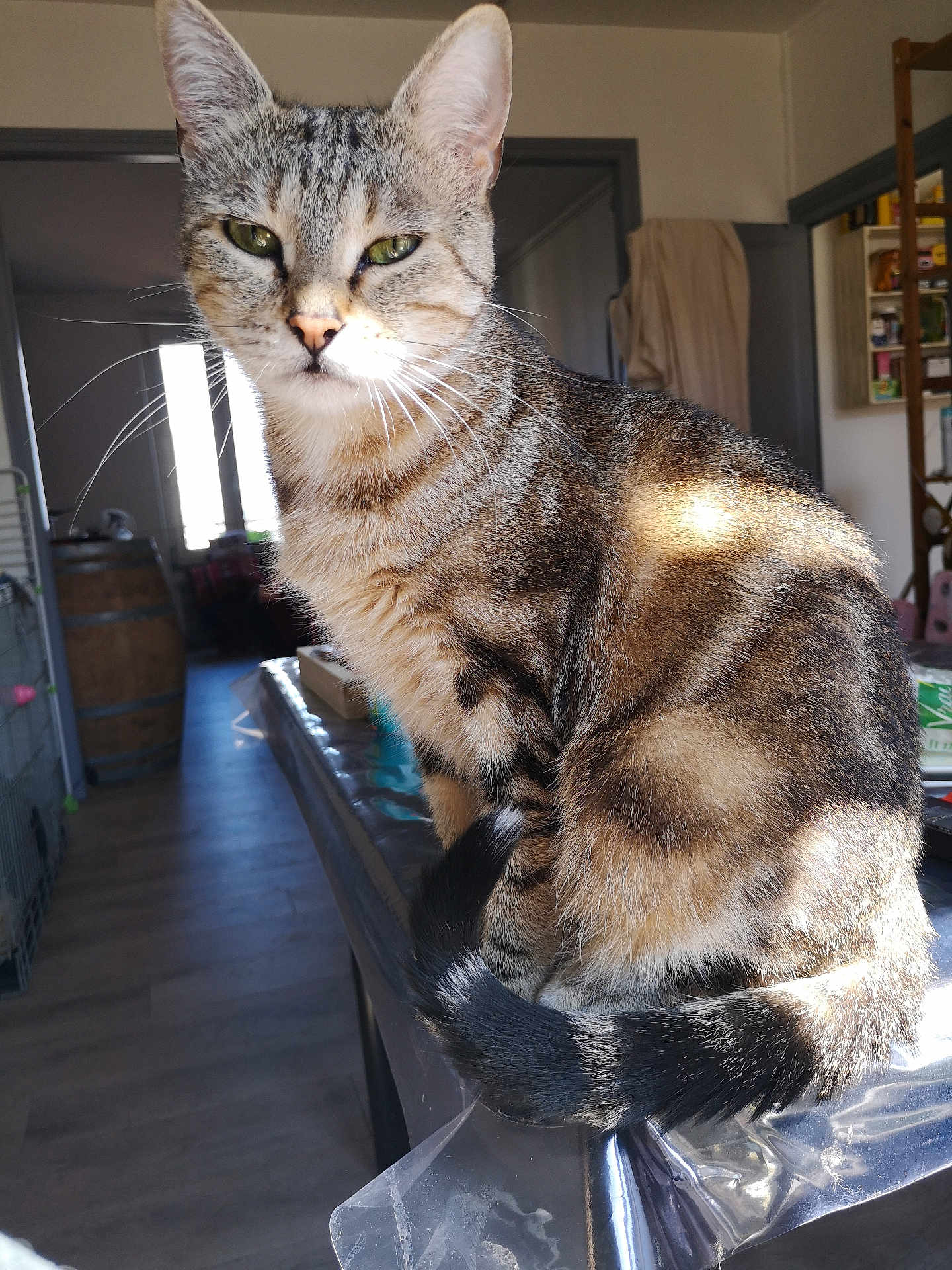 Catsumy