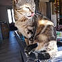 cat, tabby, tongue_out, indoor, sunlight, table, fur, whiskers, domestic_animal, house, cozy, window, furniture, wood_floor, sitting, pet, home_interior, daylight, relaxed, animal