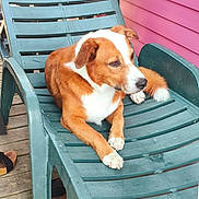 Malo a rejoint le concours — aidez-le/la à gagner de superbes lots ! dog, lounge_chair, outdoor, pet, relaxed, brown_and_white, plastic_chair, wooden_deck, pink_wall, paw, fur, ears, snout, tail, sandals, daylight, side_view, resting, domestic_animal, canine