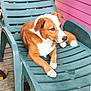 dog, lounge_chair, outdoor, pet, relaxed, brown_and_white, plastic_chair, wooden_deck, pink_wall, paw, fur, ears, snout, tail, sandals, daylight, side_view, resting, domestic_animal, canine