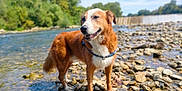 Malo participe au concours pour gagner de l'argent avec cette photo : dog, animal, river, rocks, water, nature, outdoor, canine, pet, collar, sunlight, trees, blue_sky, daytime, mammal, fur, standing, happy, landscape, environment