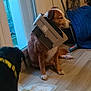 Malo participe au concours pour gagner de l'argent avec cette photo : dog, indoor, plastic_container, floor, mop, blanket, brown_dog, black_dog, yellow_collar, door, window, wooden_floor, pet, animal, household, seated, side_view, resigned_expression, container_on_neck, domestic