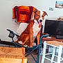 Malo participe au concours pour gagner de l'argent avec cette photo : dog, indoor, chair, wooden_furniture, towel, television, flooring, pet, happy, panting, brown_and_white, folding_chair, living_room, household_items, tongue_out, sitting, domestic, cozy, relaxed, casual