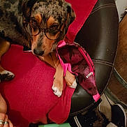 Misha a rejoint le concours — aidez-le/la à gagner de superbes lots ! dog, glasses, red_blanket, chair, pink_fanny_pack, paws, person_hand, shoes, floor, indoor, relaxed, brown_dog, black_and_tan, fur, accessory, casual, resting, comfort, seating, couch