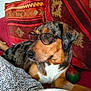 Misha a rejoint le concours — aidez-le/la à gagner de superbes lots ! dog, glasses, couch, pillow, patterned_pillow, brown_dog, black_and_tan, indoor, pet, relaxed, home, furniture, animal, close_up, sitting, leisure, cozy, looking_away, domestic, companion