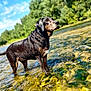 Nalah participe au concours pour gagner de l'argent avec cette photo : dog, water, river, nature, outdoor, animal, canine, forest, sky, blue_sky, greenery, shallow_water, sunlight, daytime, standing, looking_away, wet_fur, collar, peaceful, landscape